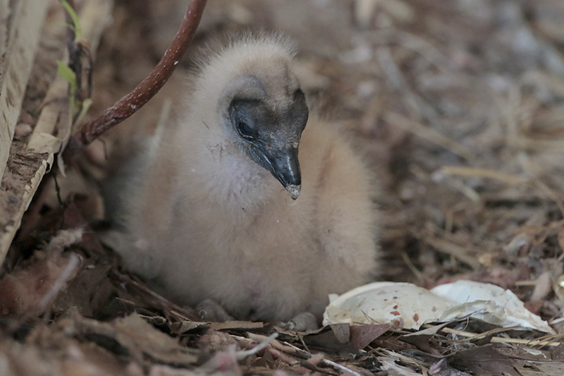 Black Vulture