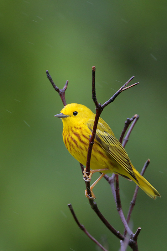 Yellow Warbler