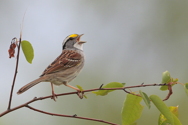 White-throated Sparrow