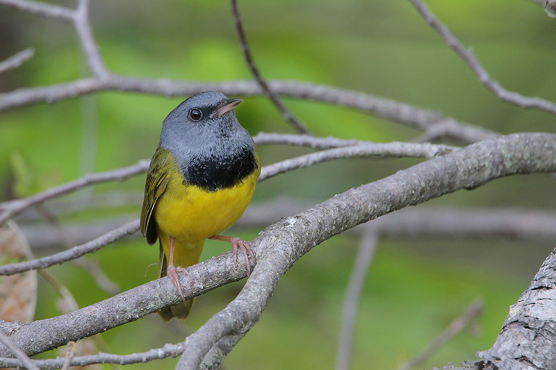 Mourning Warbler