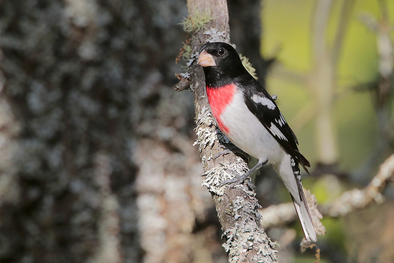 Rose-breasted Grosbeak