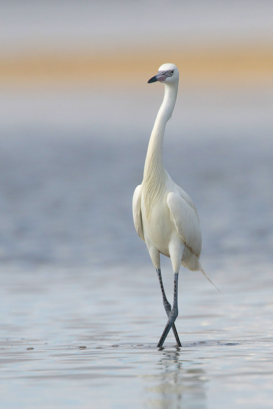 Reddish Egret