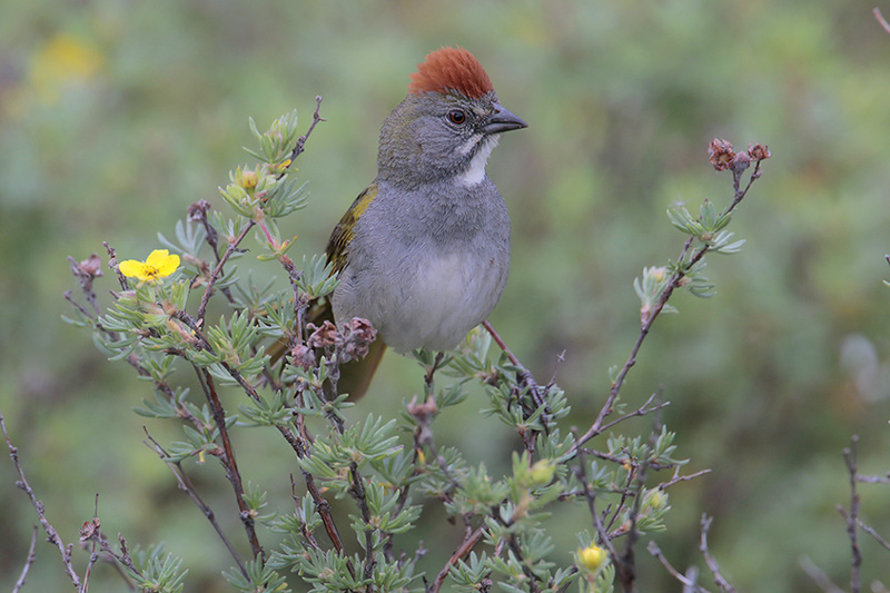 Green-tailed Towhee