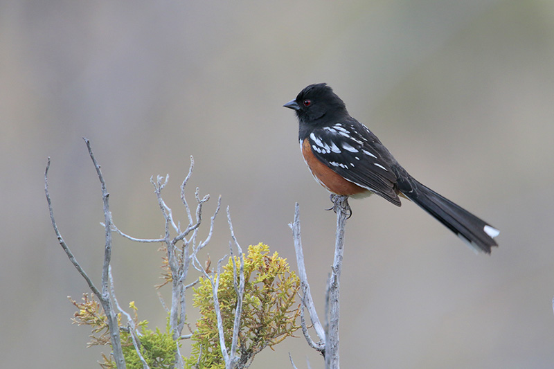 Spotted Towhee