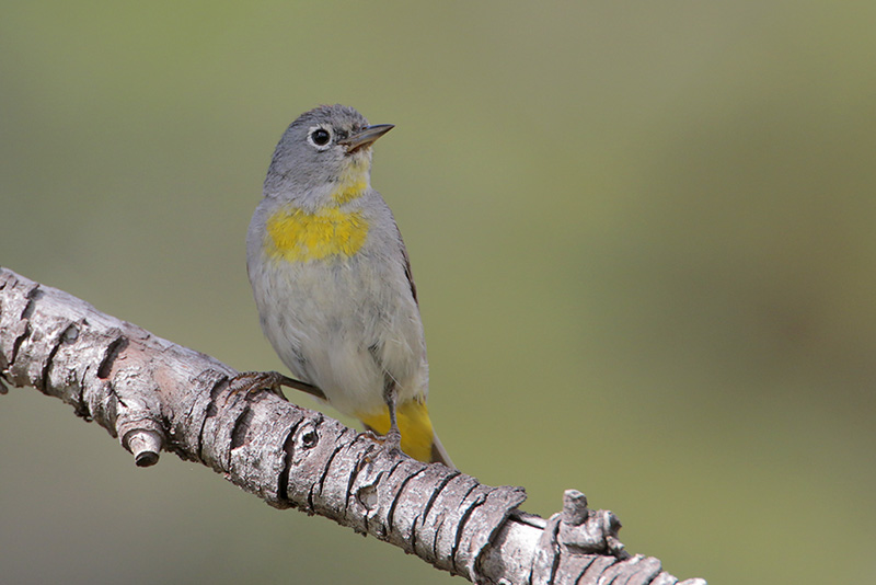 Virginias Warbler