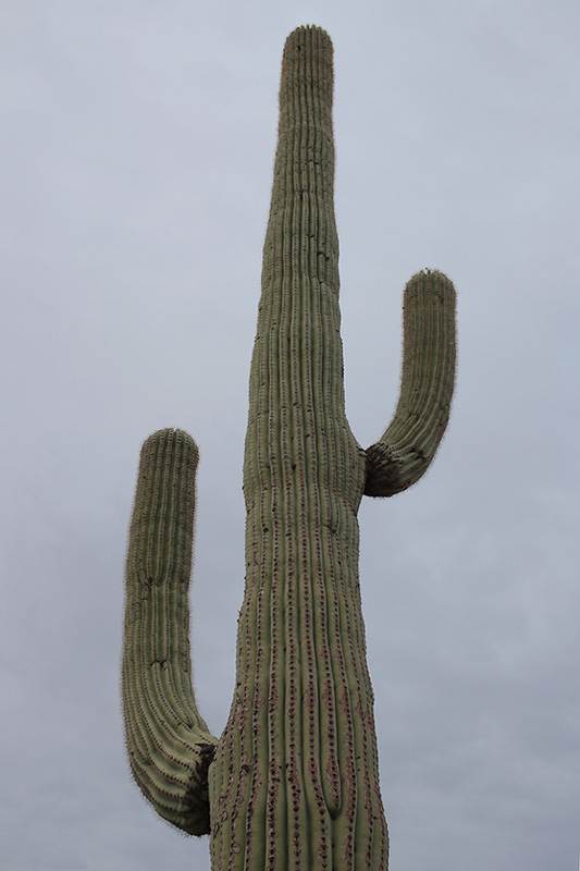 Saguaro Cactus