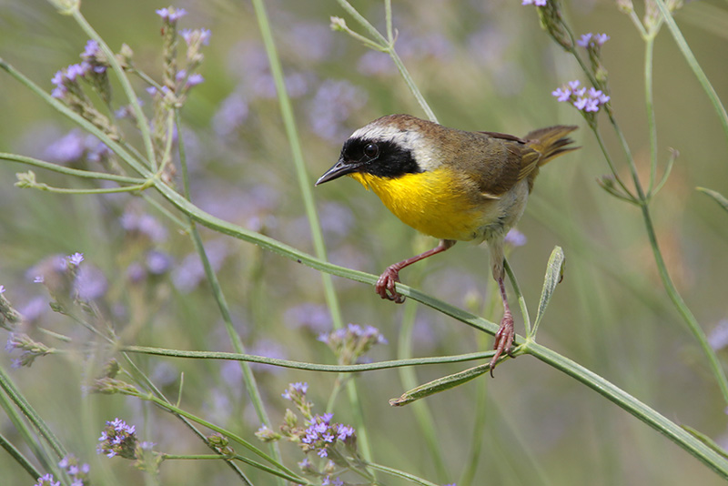 Common Yellowthroat