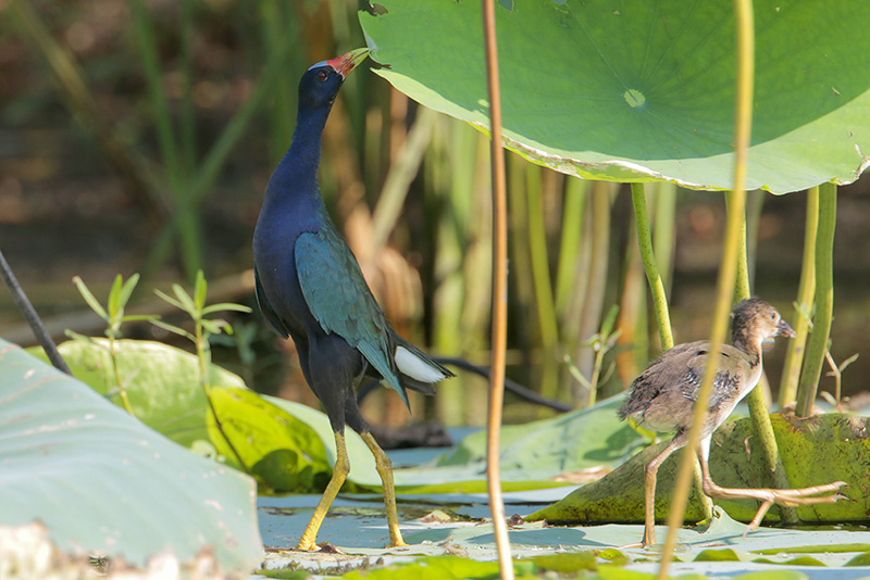 Purple Gallinule