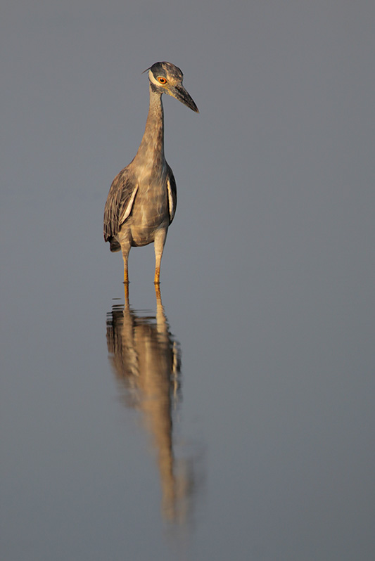 Yellow-crowned Night-Heron