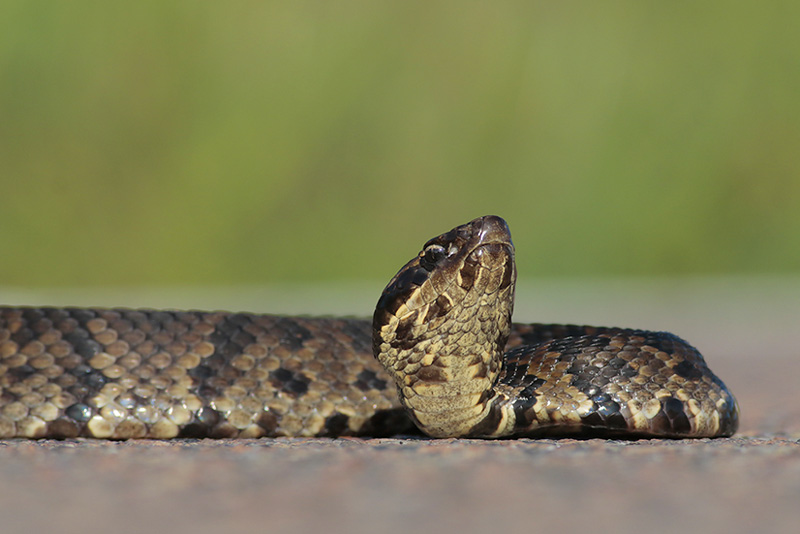 Cottonmouth