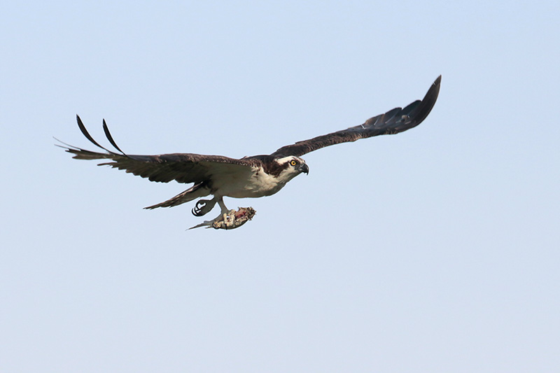 Osprey