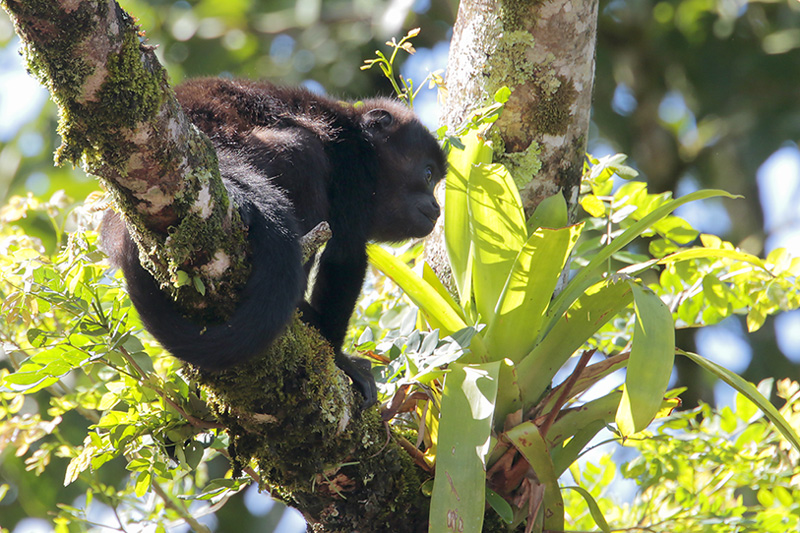 Mantled Howler