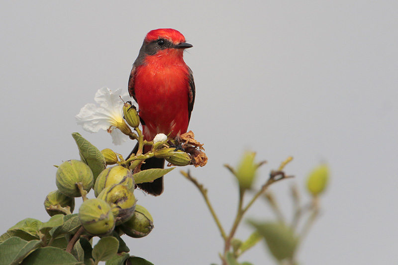 Vermilion Flycatcher