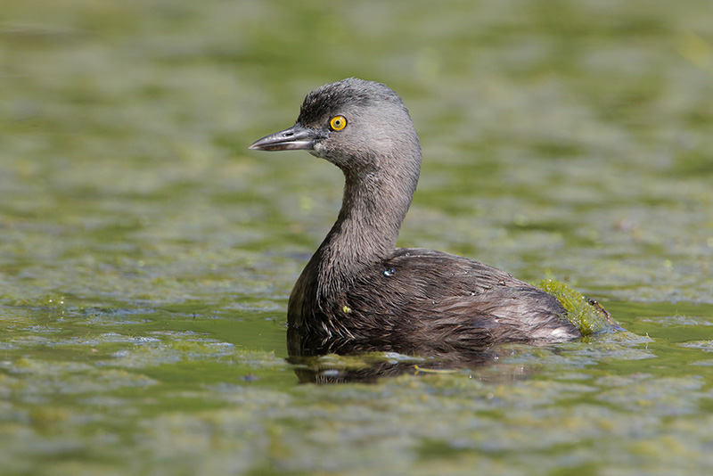 Least Grebe