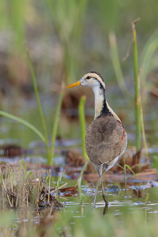 Northern Jacana