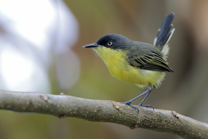 Common Tody-Flycatcher