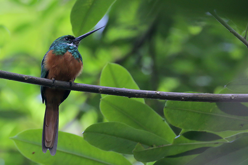 Rufous-tailed Jacamar