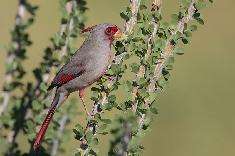 Pyrrhuloxia