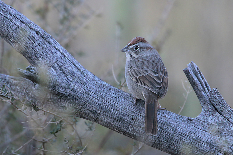 Rufous-crowned Sparrow