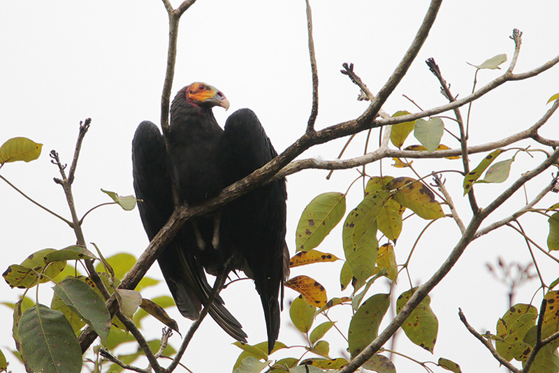 Lesser Yellow-headed Vulture