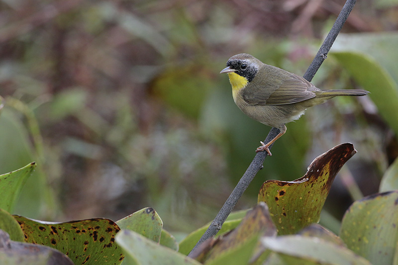 Common Yellowthroat