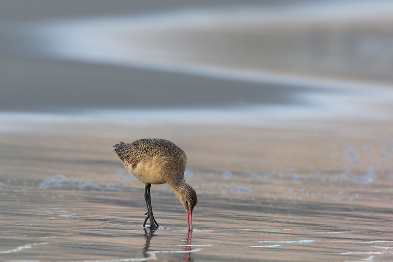 Marbled Godwit