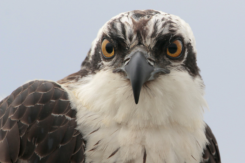 Osprey