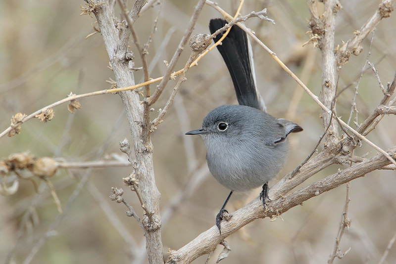 California Gnatcatcher