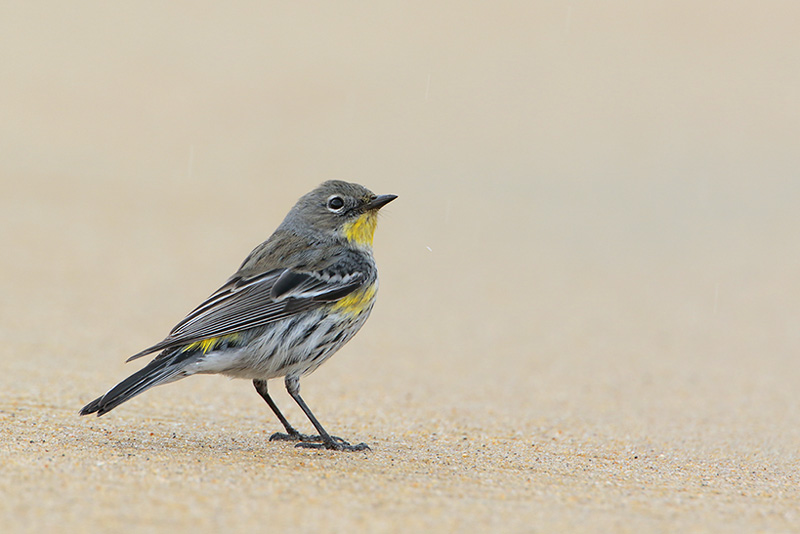 Yellow-rumped Warbler (Audubons)