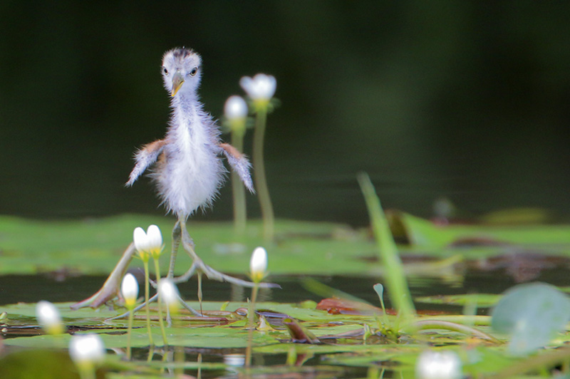 Northern Jacana