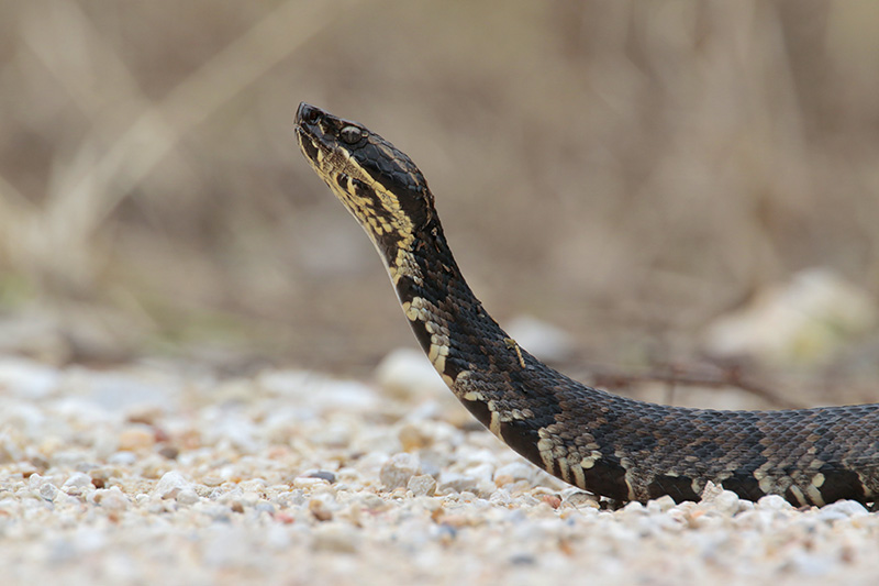 Cottonmouth