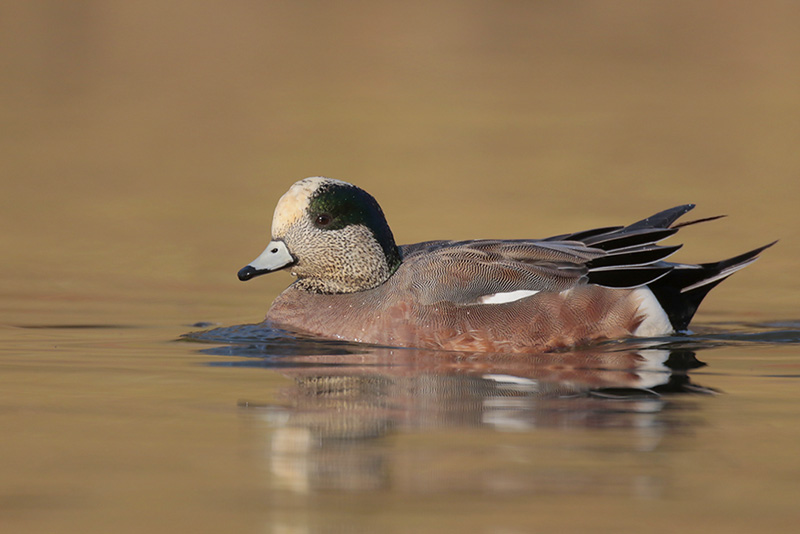 American Wigeon