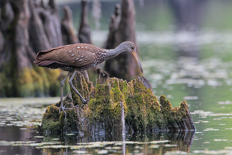 Limpkin