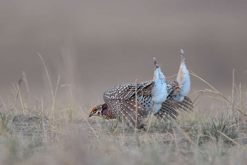 Sharp-tailed Grouse