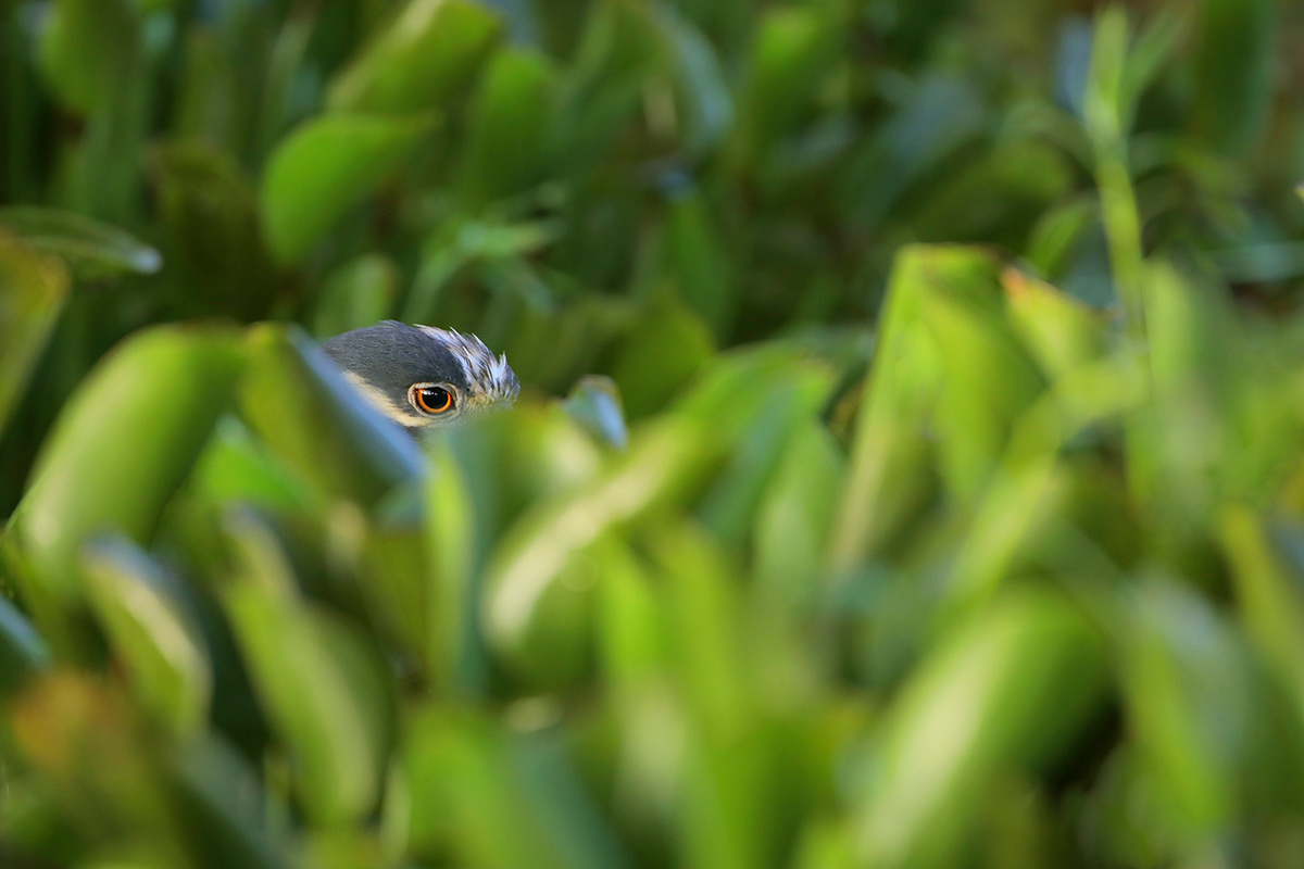 Yellow-crowned Night-Heron