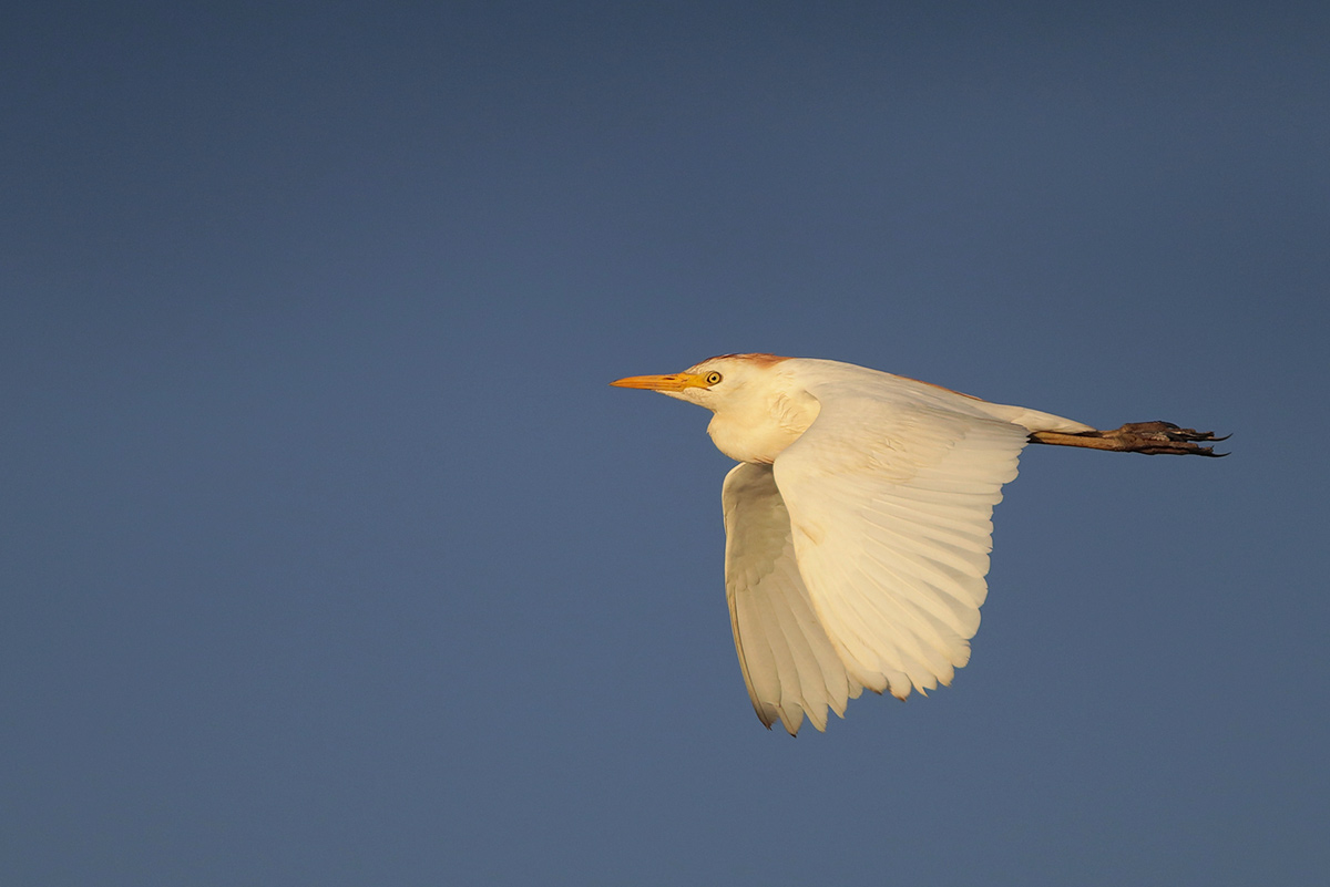 Cattle Egret