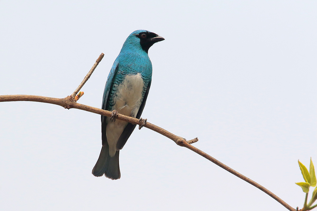 Swallow Tanager