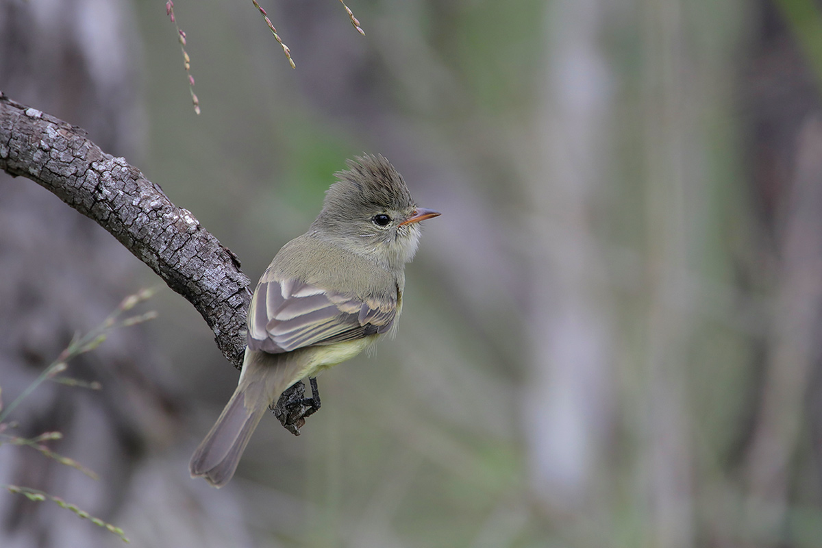 Northern Beardless Tyrannulet