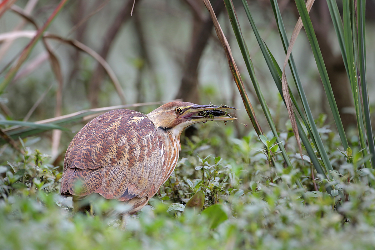 American Bittern