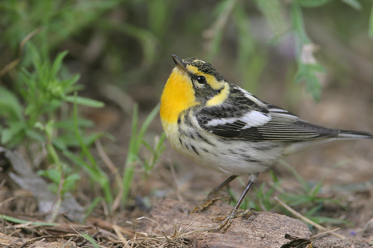Blackburnian Warbler