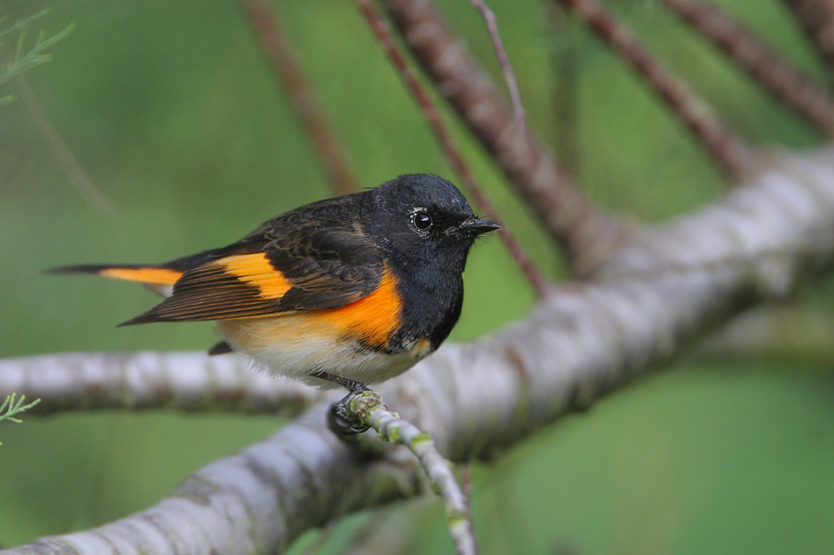 American Redstart