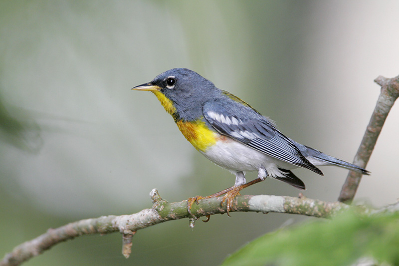 Northern Parula