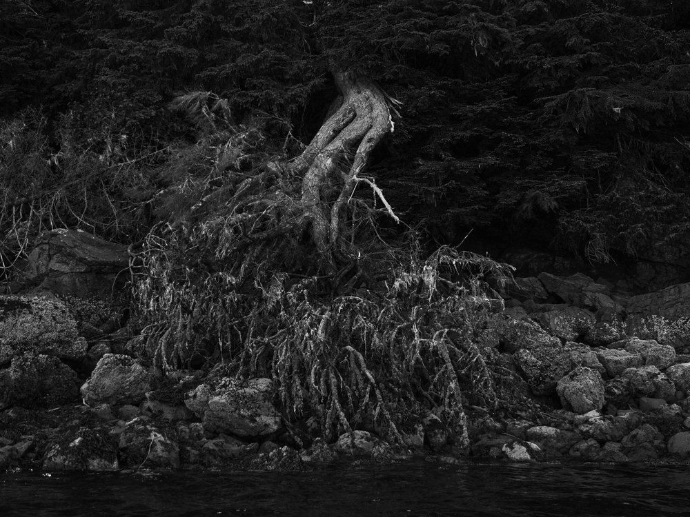 Aftermath, Pybus Bay, Alaska, 2013