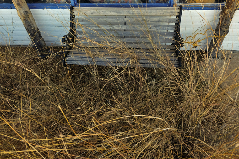Waiting in the weeds, Hachita, New Mexico, 2014