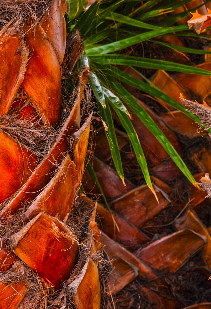 Palm, Santa Barbara, California, 2014
