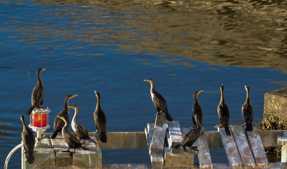 Double-crested cormorants, Jekyll Island Causeway, Jekyll Island, Georgia, 2014