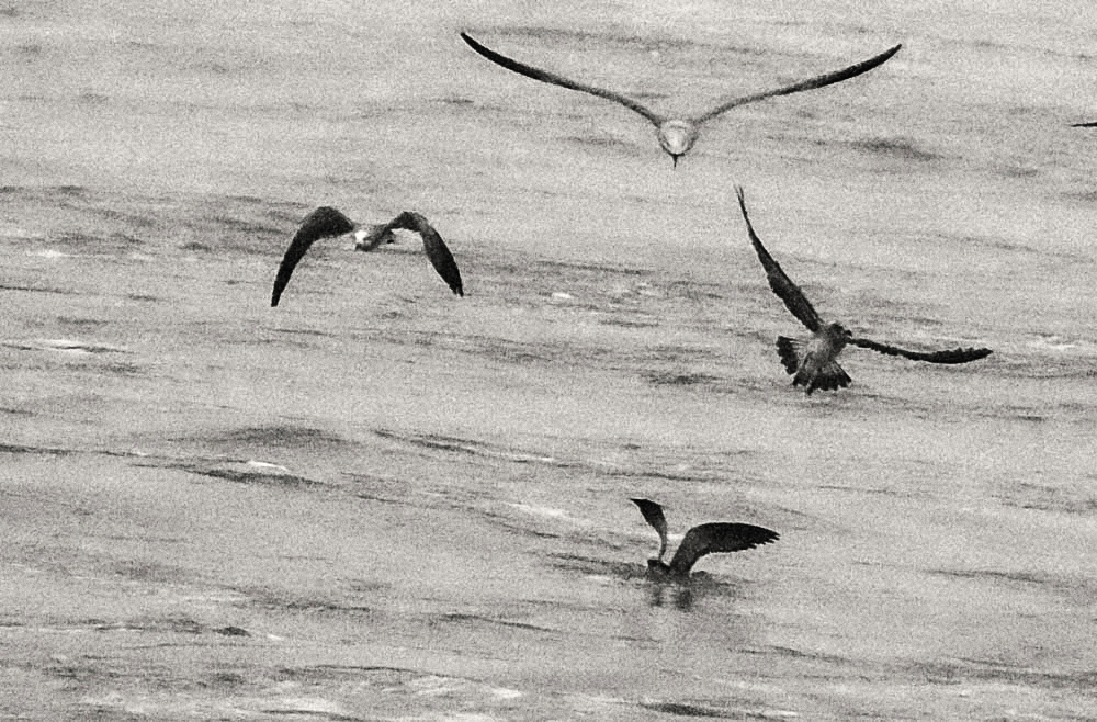 Gull squadron, off Georgia coast, 2014