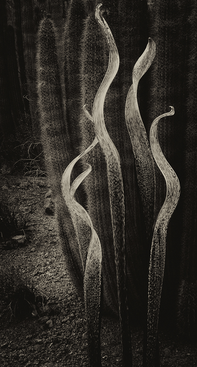 Art and Nature, Desert Botanical Garden, Phoenix, Arizona, 2013