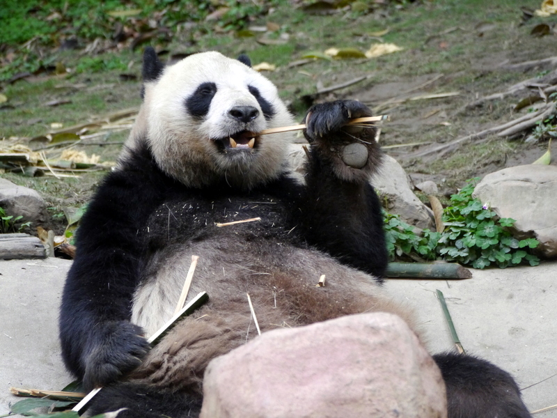 Giant Panda