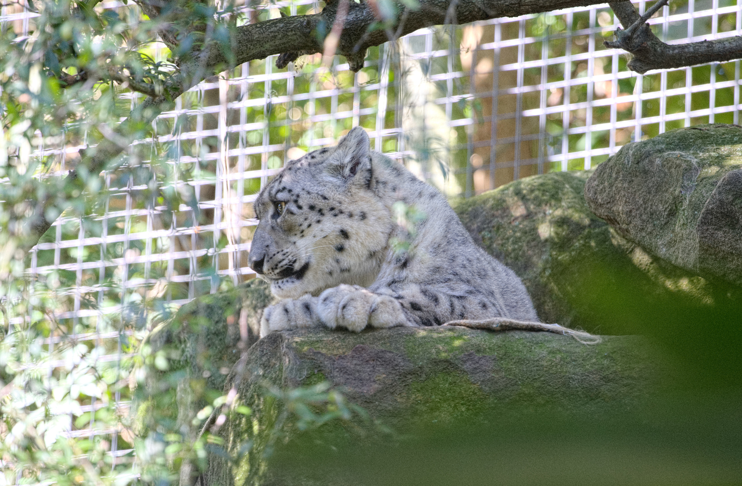 Snow Leopard 
